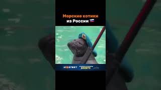 Боевые морские котики из России #russia
