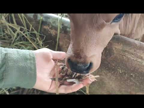 Video cỏ voi xanh không lông chuẩn bị thức ăn vụ đông cho... - youtube