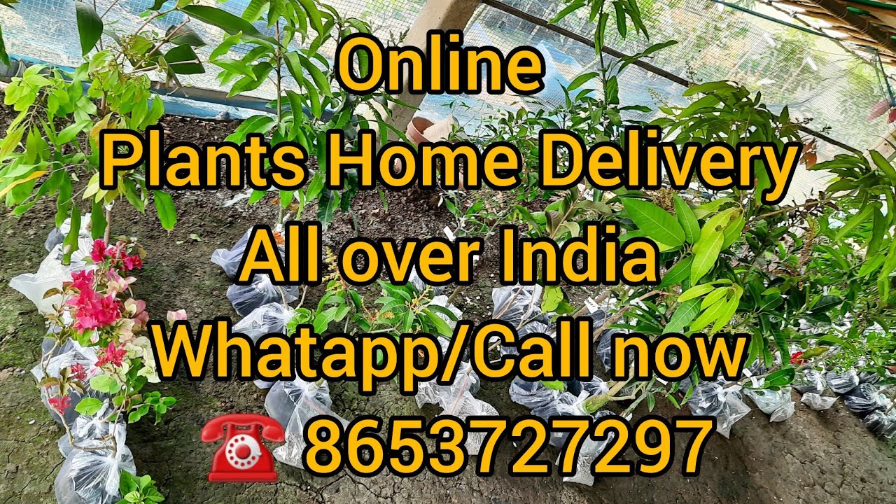 Online plants Home Delivery All over India Whatapp/call now ☎️