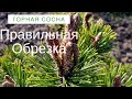 Обрезка Горной сосны. Делаем Правильно!