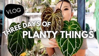 LONG VIDEO! 🥳 growth updates & current favourites, chopping up hoyas, and new imports