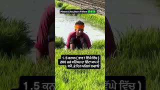 #sangrur #haryana #jalandhar #karanaujla #makki #pesticides #mohali #paddy #punjab