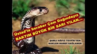 Hamdi Sağlamer Şamlı Hafız Tevfikten Anlatıyor Üstadla Çam Dağındayız Baktım Sarı Bir Yılan