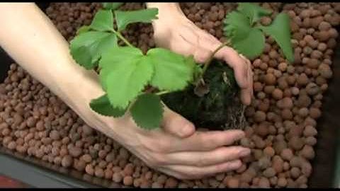 Hydroponic Shop in Europe:  Nutriculture Ebb & Flood System Assembly Video