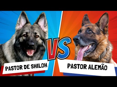 Vídeo: O Shiloh Shepherd é o melhor e mais saudável pastor alemão?