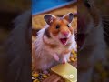 お盆やお彼岸によく見る夢を AIに作ってもらった結果🐹#hamster #shorts #ハムスター