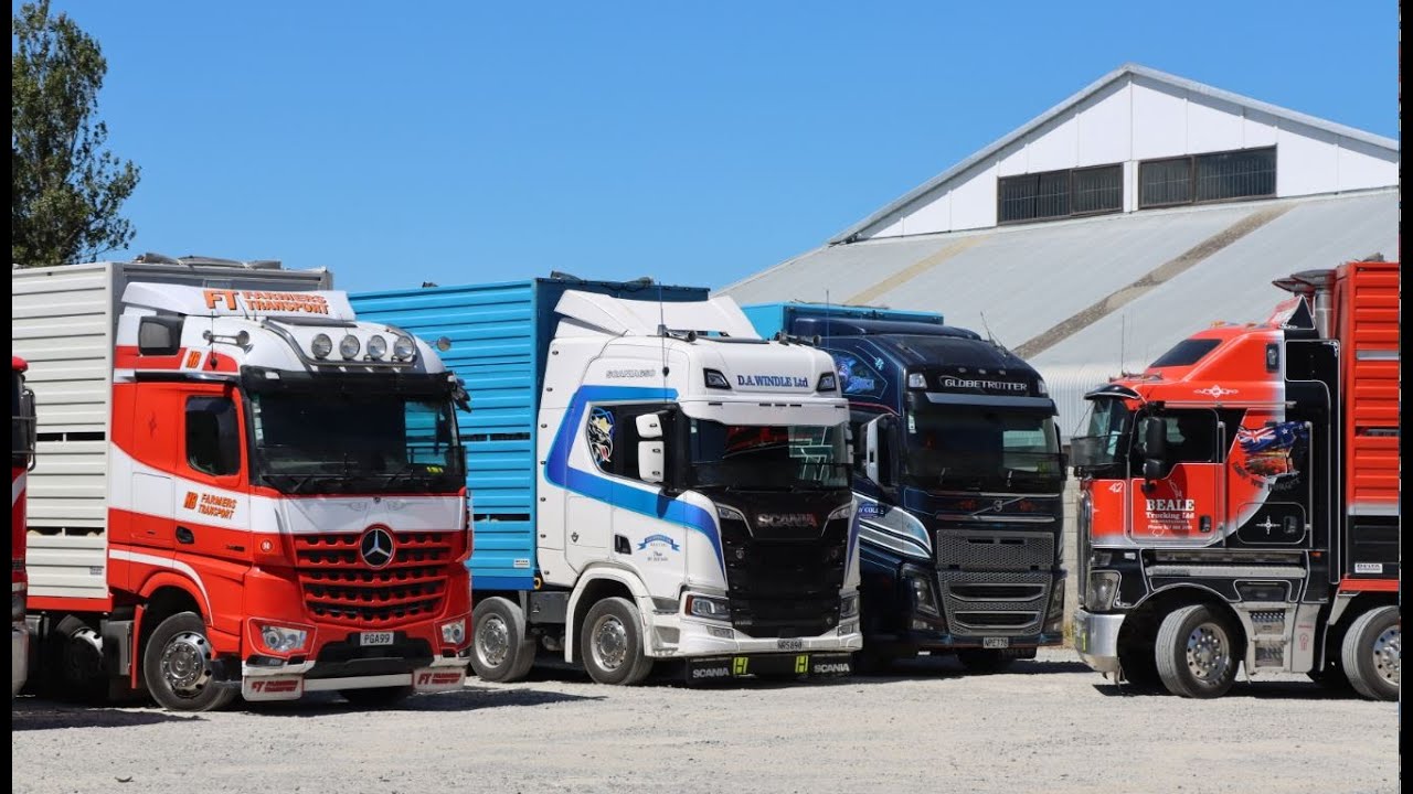 A day in the Feilding Sale Yards part 1