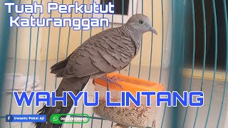 Wahyu Lintang Perkutut