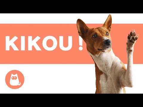 Vidéo: Comment saluer un chien quand vous rentrez chez vous