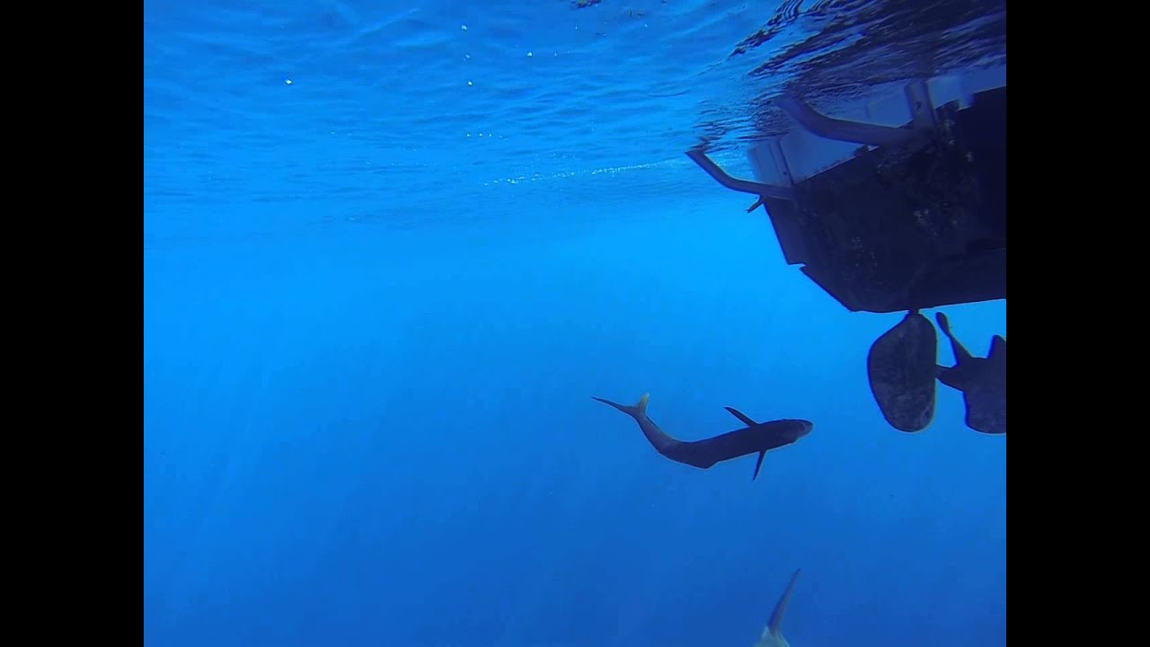 Hawaiian False Killer Whale, Mahi Mahi