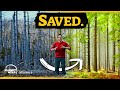 We rebuilt a forest from zero  this is how