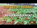 TEKNIK DASAR TANAM SEMANGKA PART 6