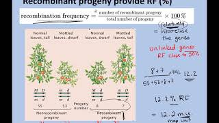 Ch 7 Linked genes online lecture