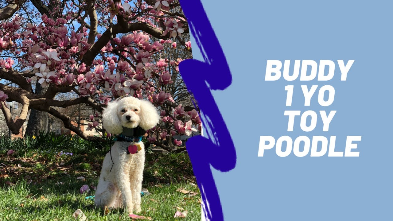 Buddy | 1 Year Old Toy Poodle | Small Dog Training | Obedience Training | Distraction Training