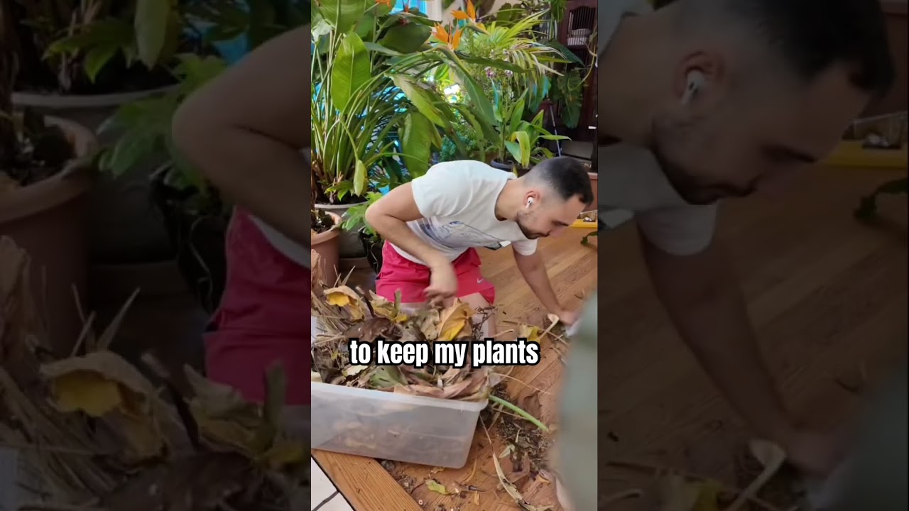 Огромные комнатные растения создают проблему, которую большинство людей не замечает 