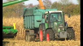 maïs grain 2009 dans le morbihan / corn grain in 2009 in France