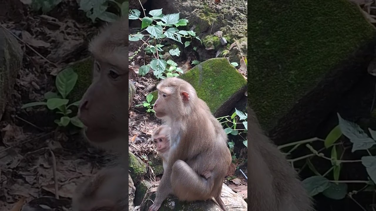 General Monkey & Animal Hashtags