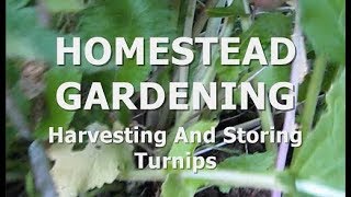 HOMESTEAD GARDENING - Harvesting And Storing Turnips In Dry Sand