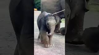 Baby Elephant Sound