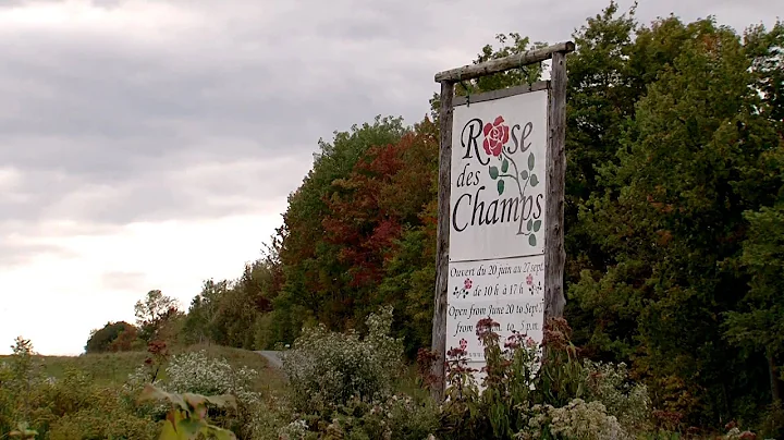 Rose des Champs by Louise Abbott (Rural Route Comm...