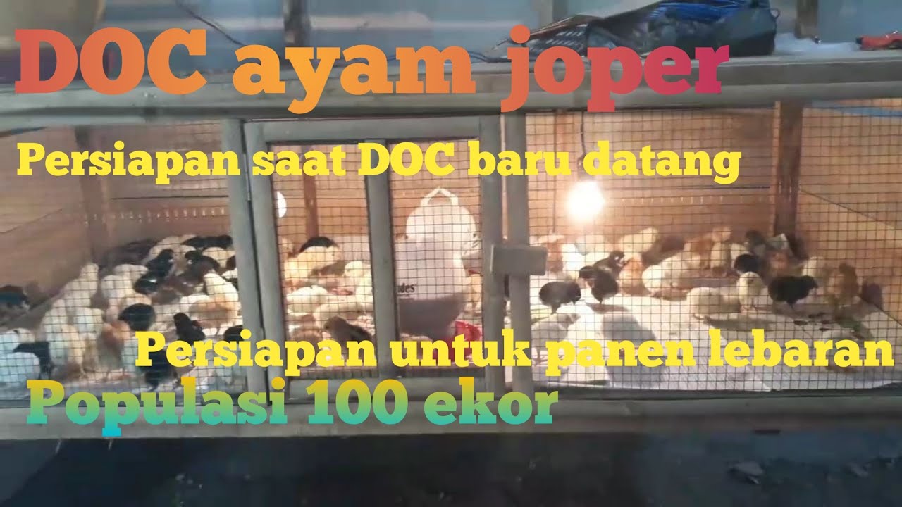TERNAK AYAM JOPER || persiapan sebelum DOC masuk kandang bok 
