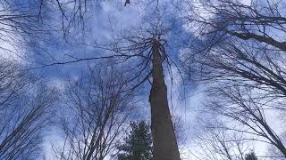 Famous Tree ID: Sugar Maple in the Winter Net Worth