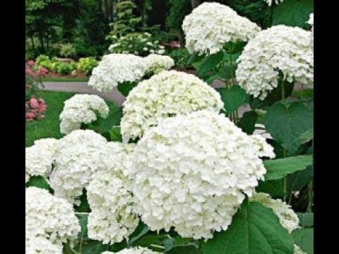 Video: Ortensie Nella Progettazione Del Giardino