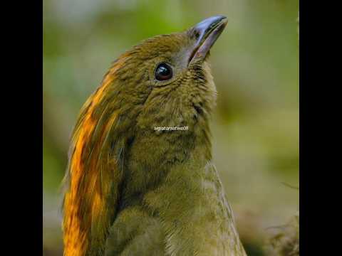 Video: Adakah burung lyrebird mempunyai bunyinya sendiri?