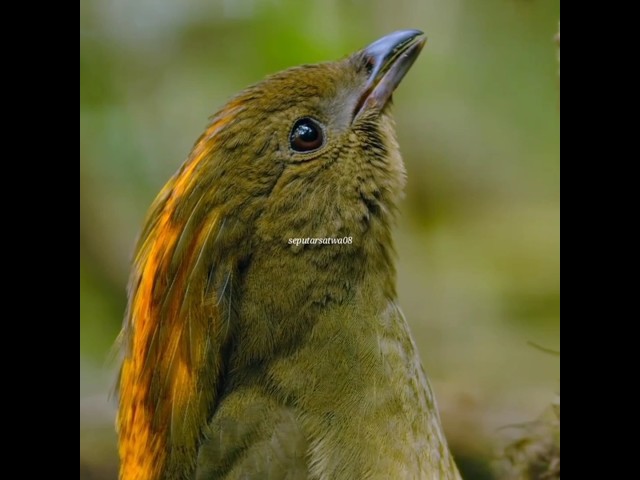 Burung ini dapat menirukan suara anak kecil & anjing#shorts#suaraburung#viral#kicaumania#info class=