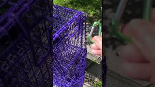 How to Properly Secure A Tru Catch Feral Cat Trap Rear Door Using Green Clip