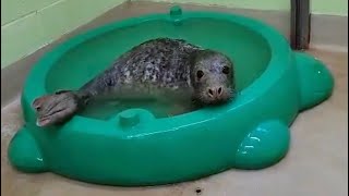 Givery Takery Episode 4: Dippy Takes A Dip