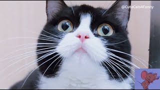 Funny Cats Relax me a lot 🐱🐱😁😁😁 #funny #funnyvideo #cat #cute #kitten #catlover