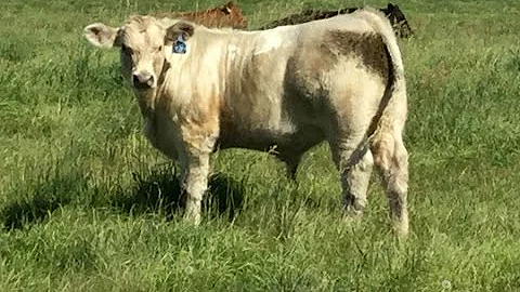 Glen Hutton 2016 Char-Angus X Calves