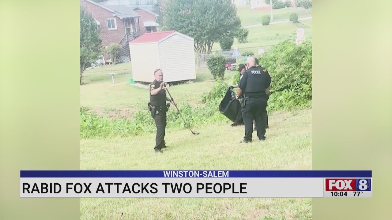 Rabid fox attacks 2 in Winston-Salem near Old Salem, Forsyth County ...