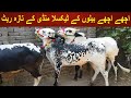 Today Beautiful Bulls For Sale On Taxila Bakra Mandi || Lattest Rates Updates By My Life Channel