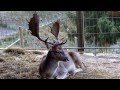The Fallow Deer (Dama dama)