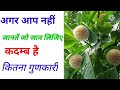 about the kadmb tree// कदम्ब के अनोखे गुण (ayurveda &amp; health zone channel)