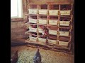 Chicken Nest Boxes - Think Outside the Box