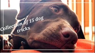 Collection of 15 dog tricks
