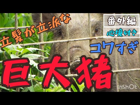 ◆巨大猪に遭遇【恐怖】《もののけ姫　乙事主？》#バードウォッチング #野鳥 #おすすめ #野生生物 #いのしし  #猛獣 #もののけ姫  #面白 #動画 #birdwatching