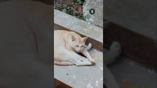 HOLA BILAI CAT chillax?? AFTER EATING MOUSE ? PUPPY LOVE P 1