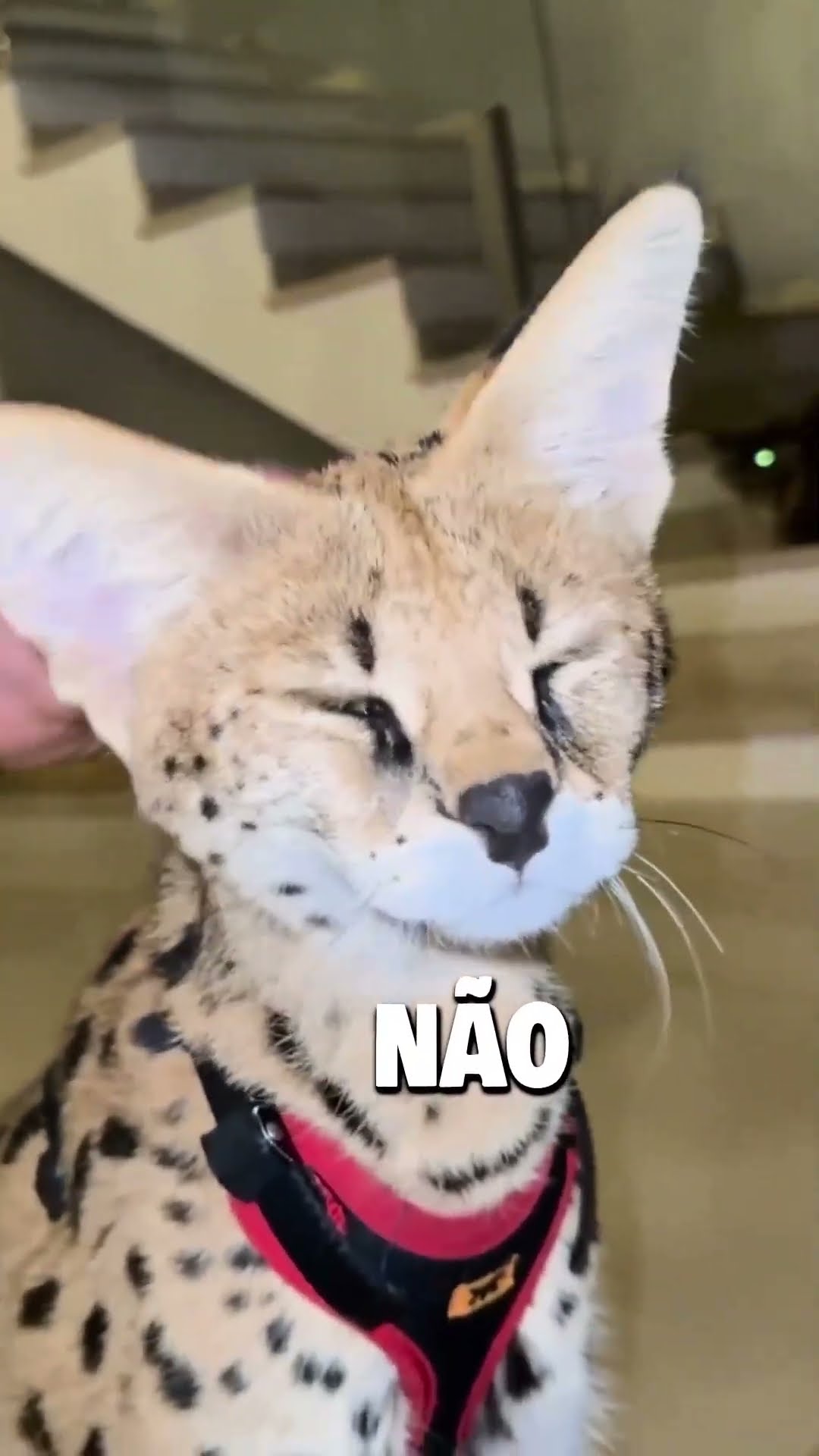 Só não quero perder o meu pé