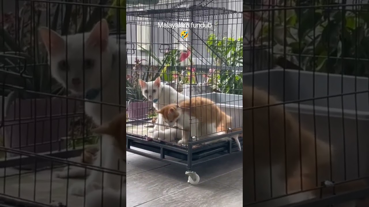 Malayalam Fundub 🤣🤣🤣 Compilation 5 | Malayalam fundub | Malludubkeng 