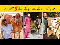 5 most expensive bull of pakistani cricketers  urdu facts
