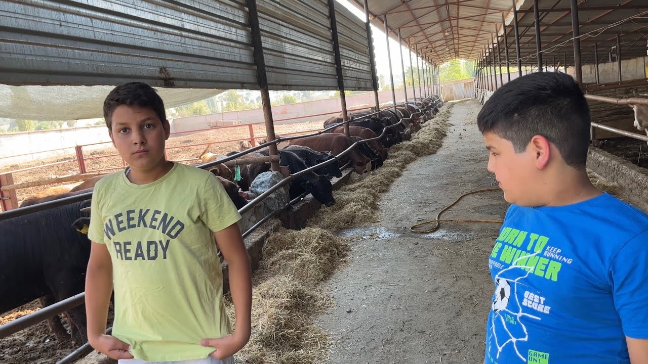 2023 hayvan besleme maliyetleri günlük rasyon kaç düveden kaç buzağı aldık hepsinin cevabı videoda👍