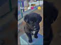 #viral #doglife #doglove #likeforlikes #viralshorts #shorts #dogloveryoutubechannel #dogs #like
