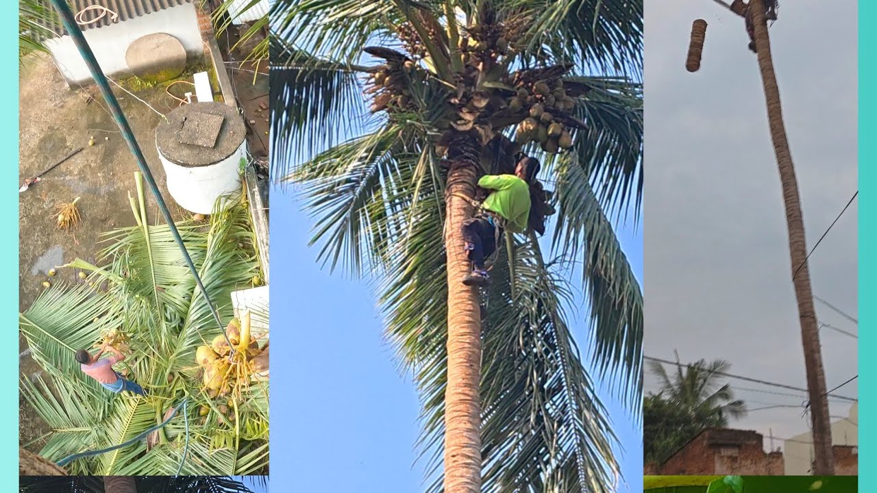 Coconut wood cutting Stihl chainsaw ms 194t patra wood cutting 