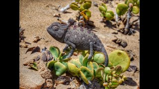 The Worlds Only Desert Chameleon