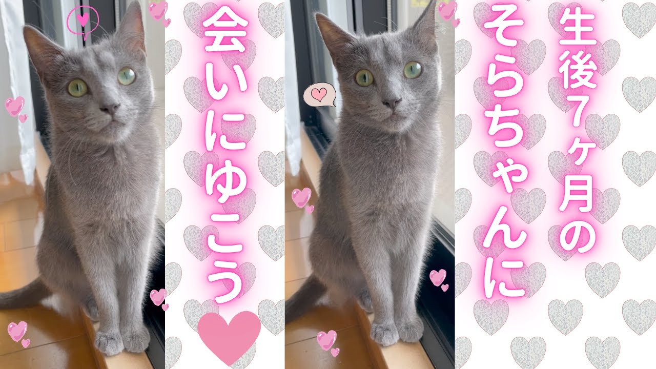 猫ロシアンブルー】生後7ヶ月の そらちゃんに、今、会いにゆきます
