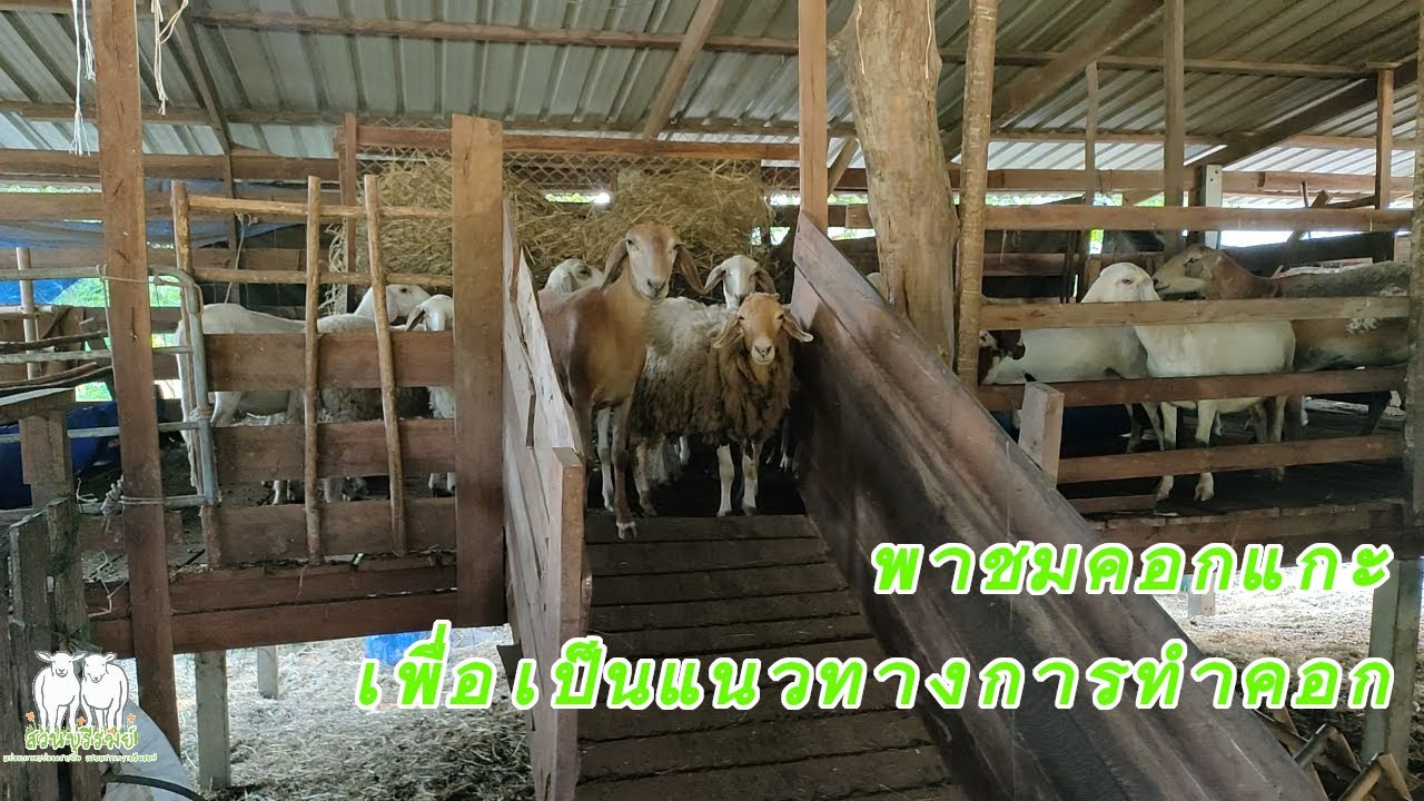 พาชมคอกแกะเพื่อเป็นแนวทางการทำคอก